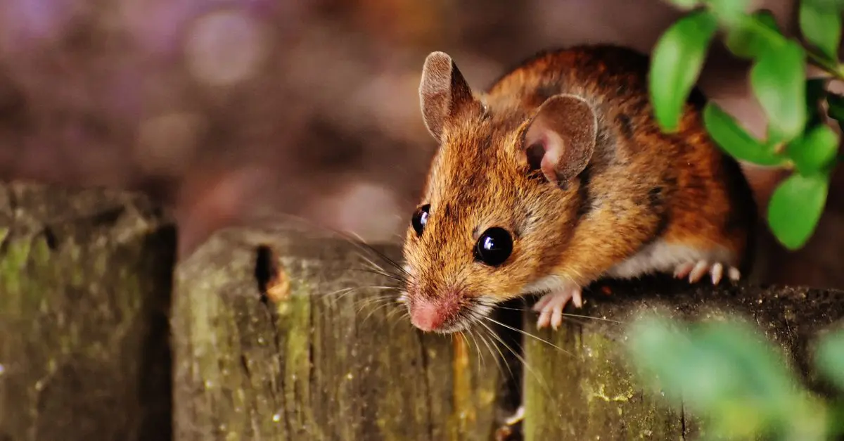 Guide des Meilleures Souris Ergonomiques