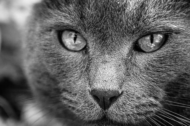 Animaux domestiques pour enfants : Guide d'achat complet